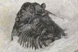 Bargain, Acanthopyge (Lobopyge) Trilobite - Issoumour, Morocco #154682-5